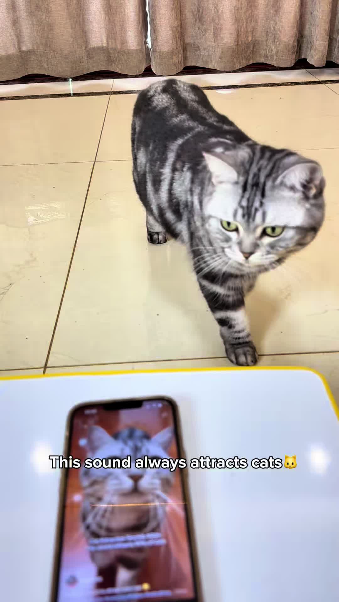 @catmi7