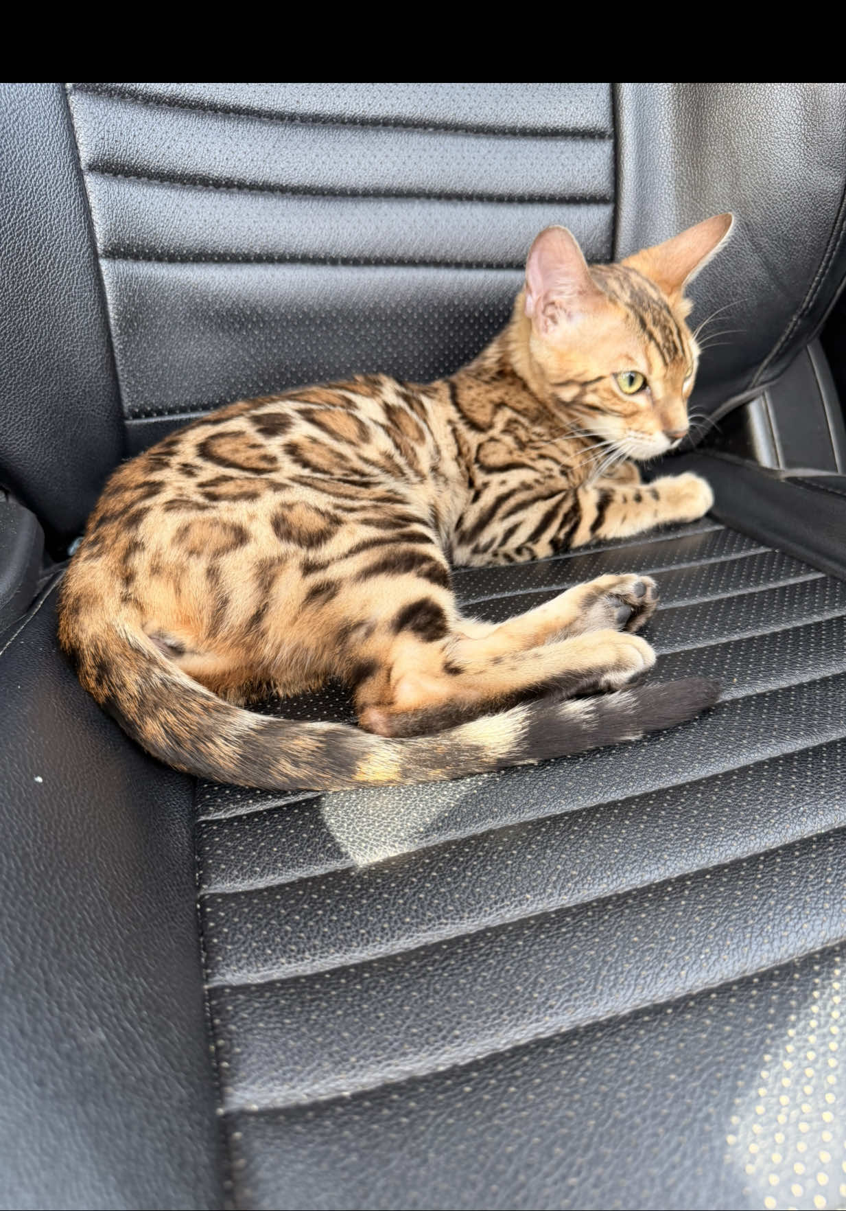 @BENGALÍ LEOPARDS