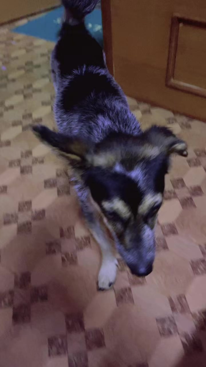 @🧿Mayara pukuli🐕🧿