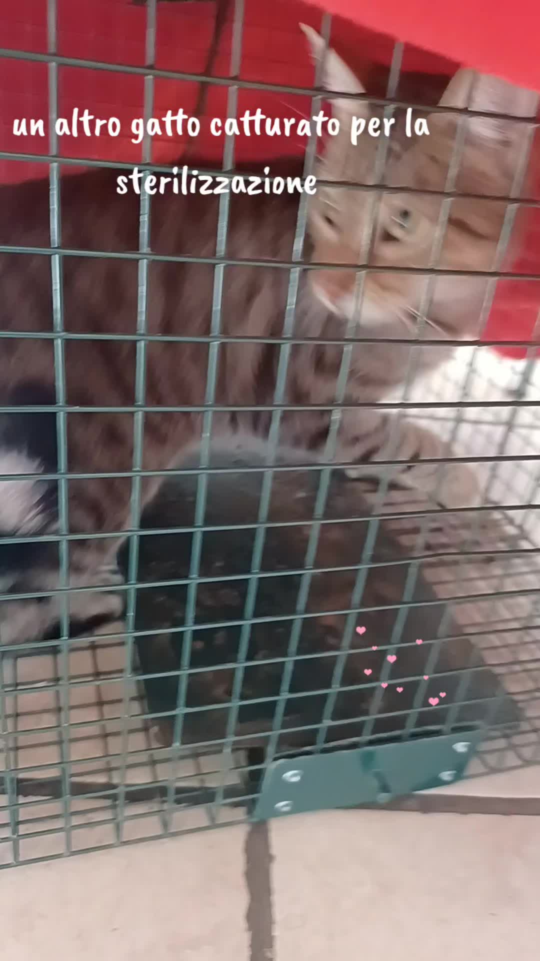 @amica dei gatti