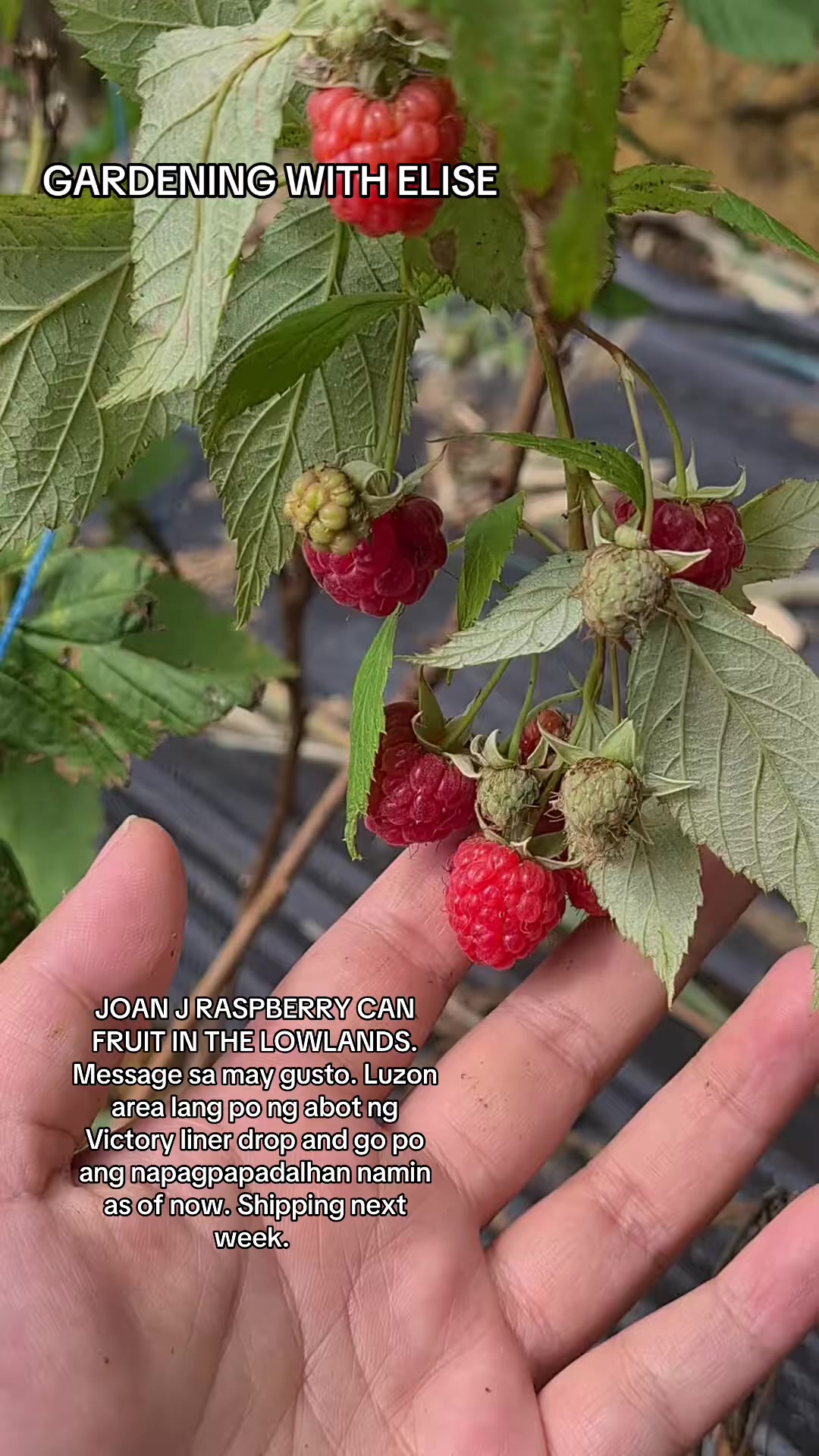 @Gardening with ELISE