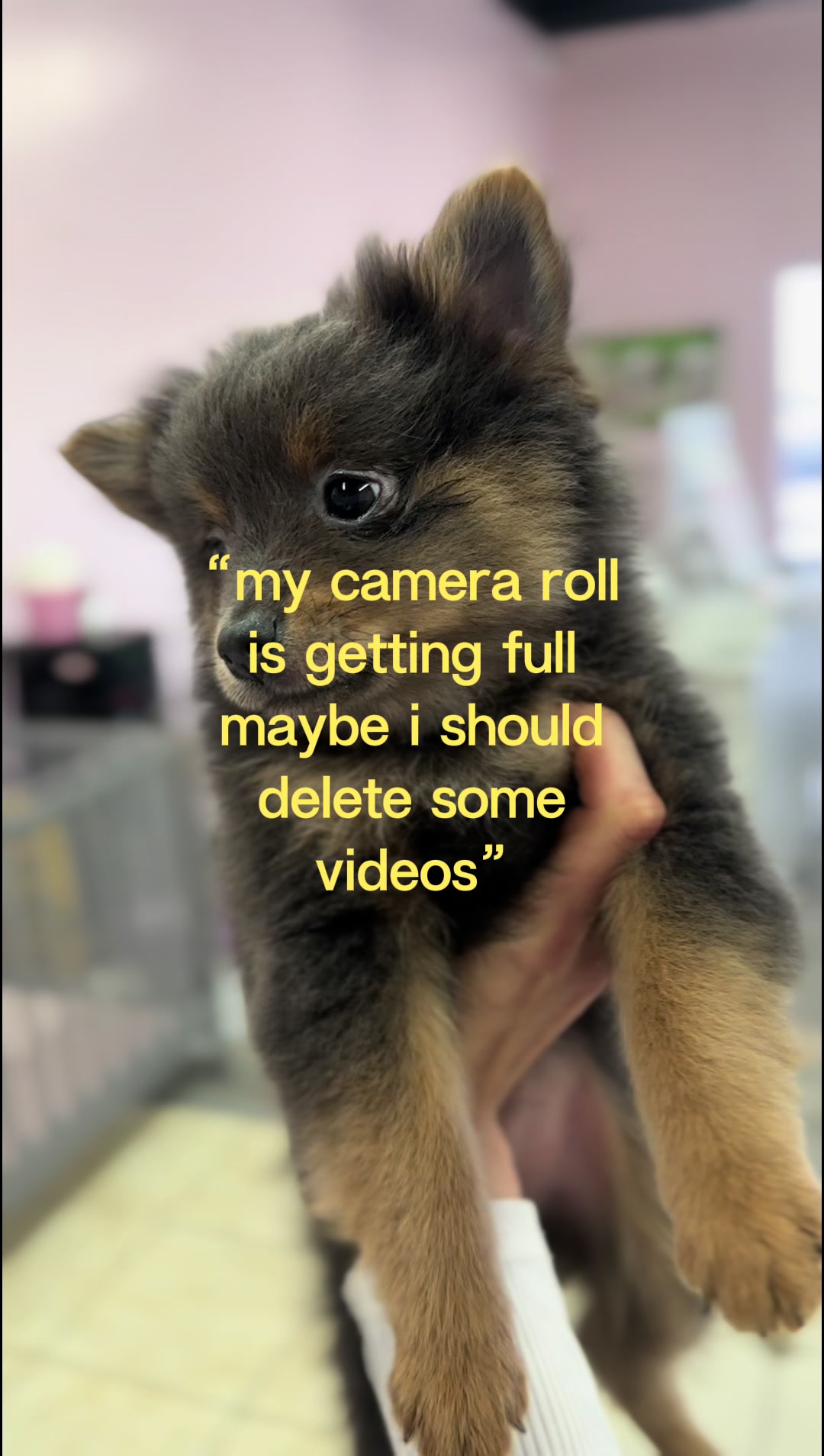 @Furry Babies