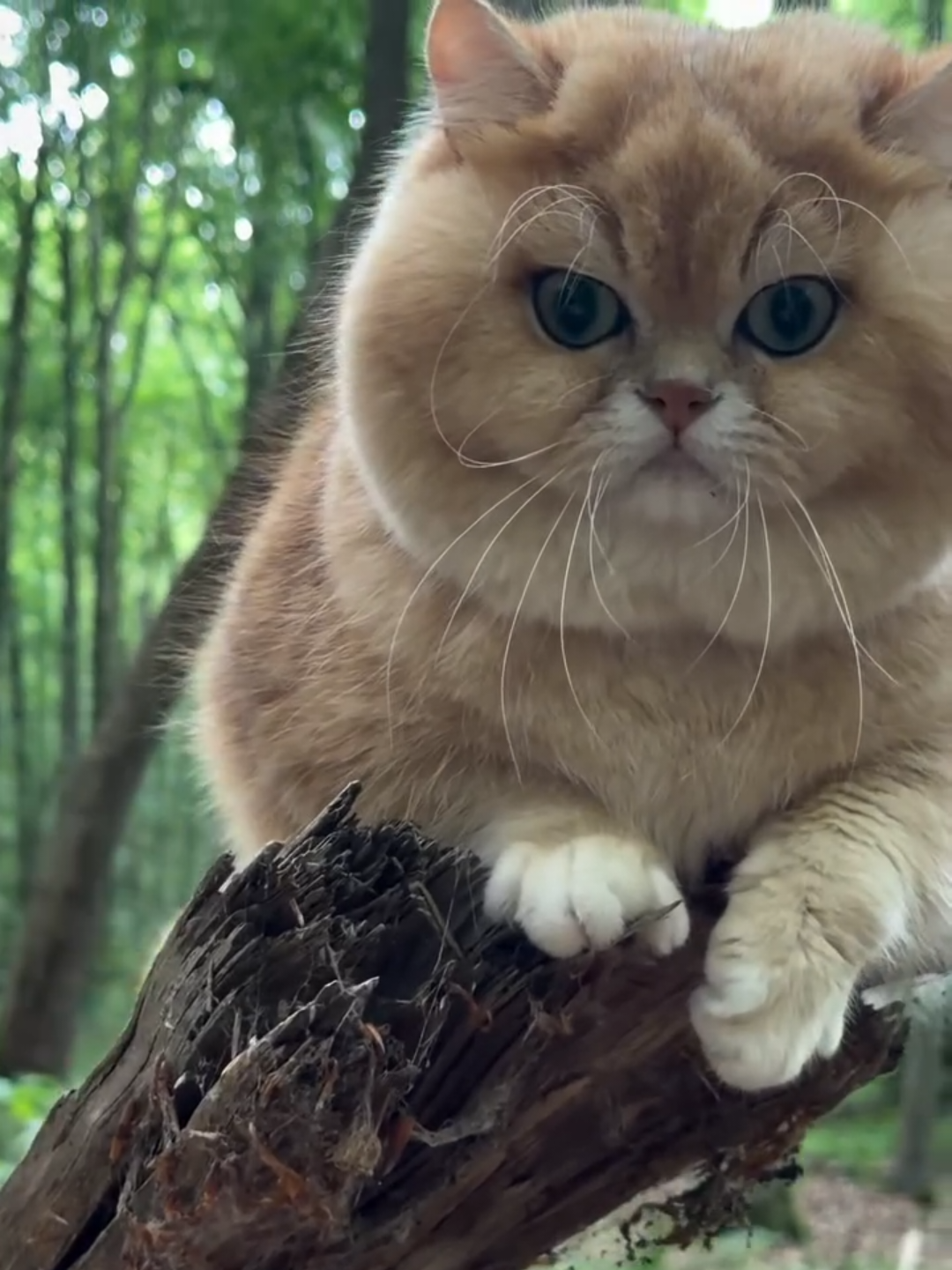 @Chonky World Of Cats