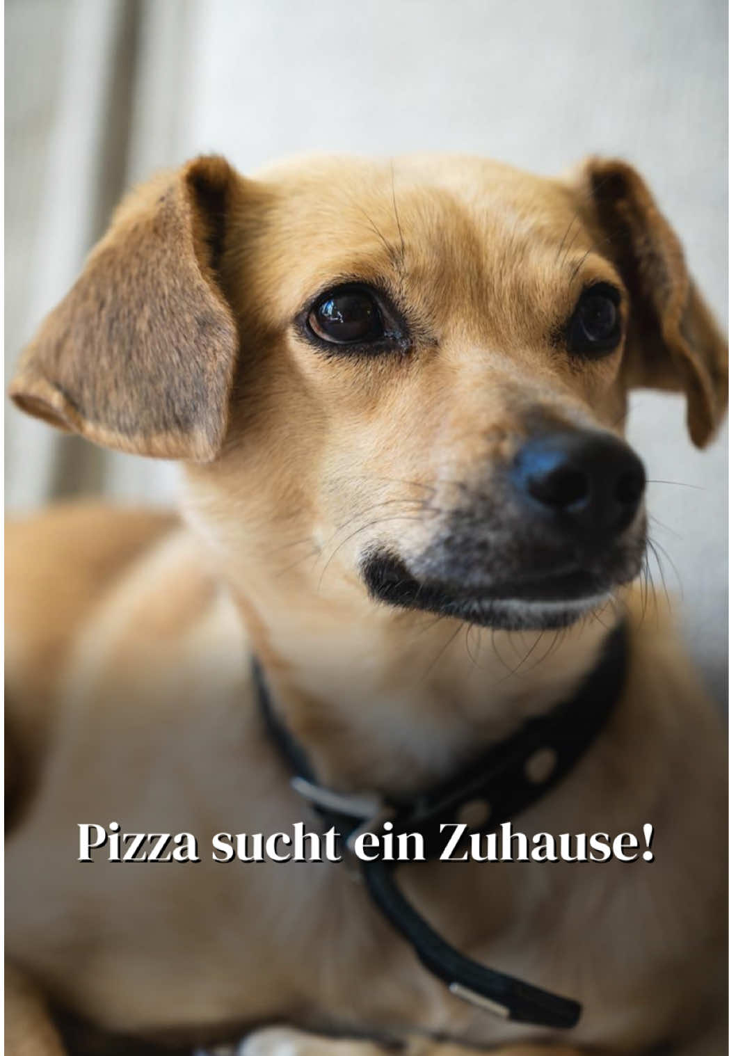 @SpecialDogs e.V.
