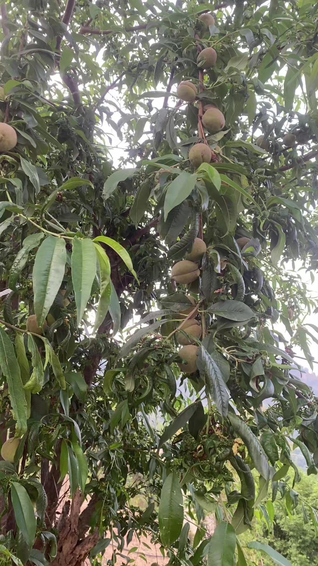 @थानेश्वर ज्ञवाली