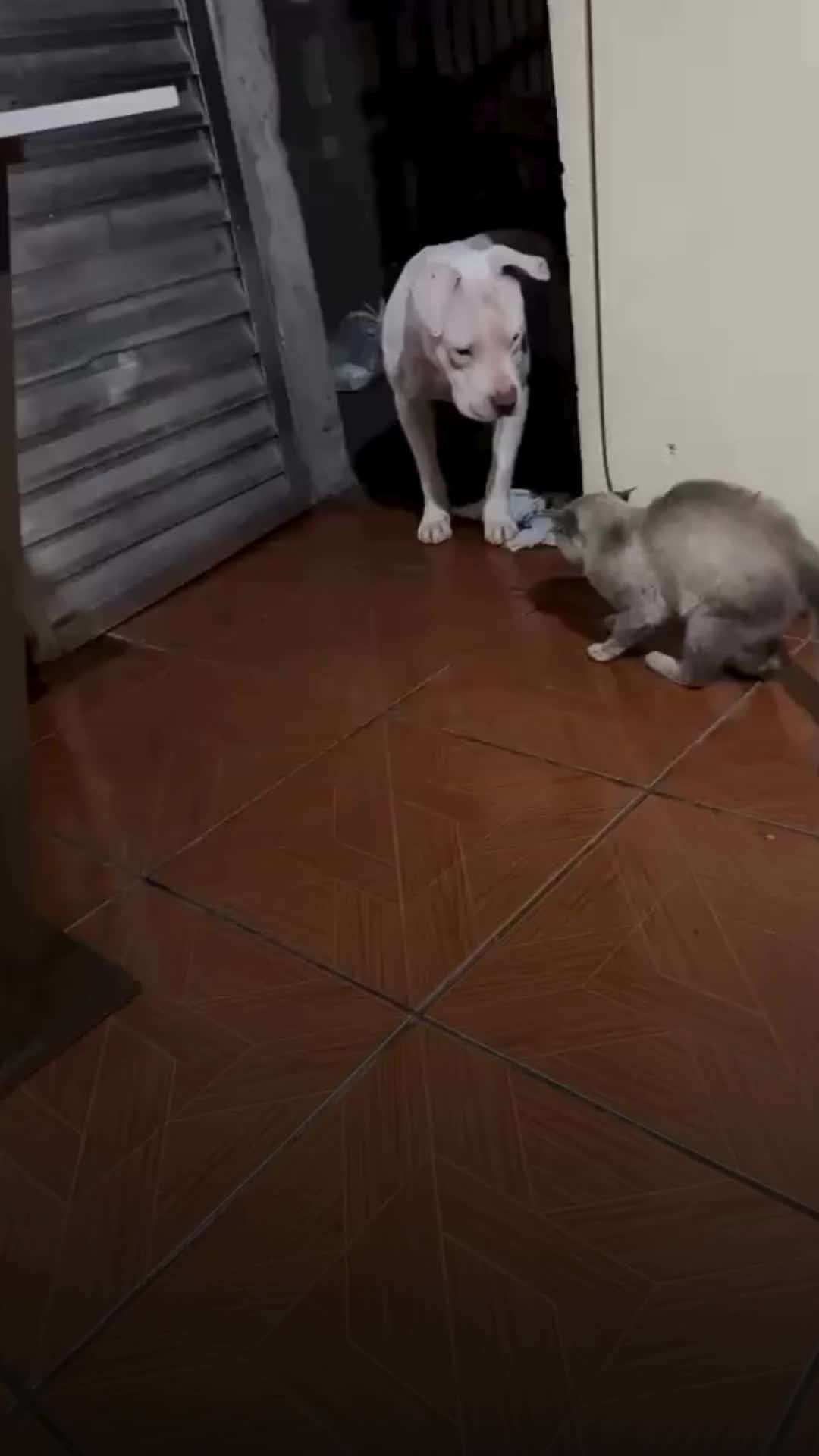 @portalndmais