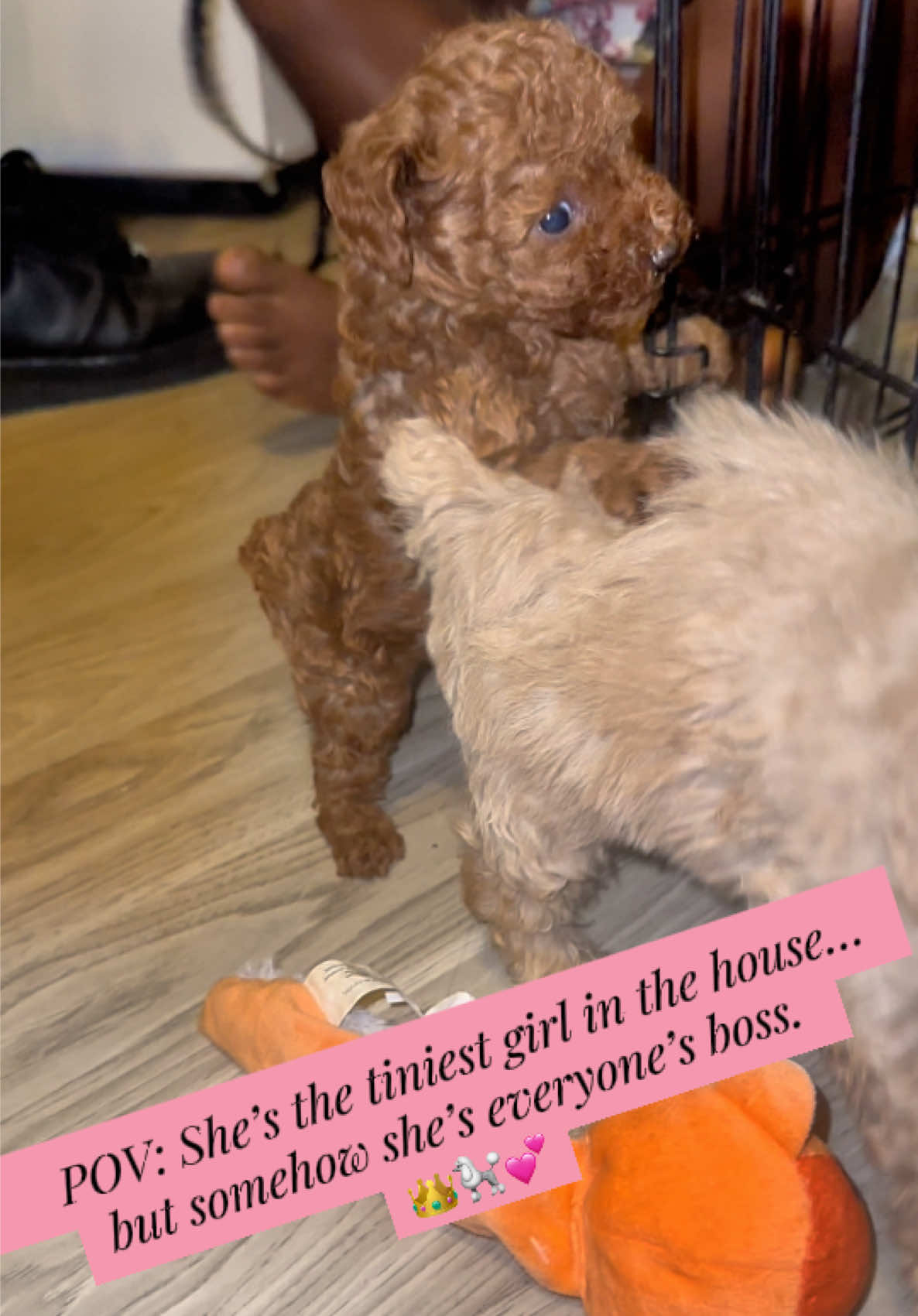@Dog Lady