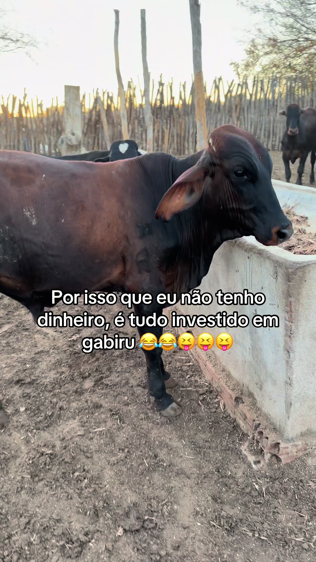 @Luana Aguiar 