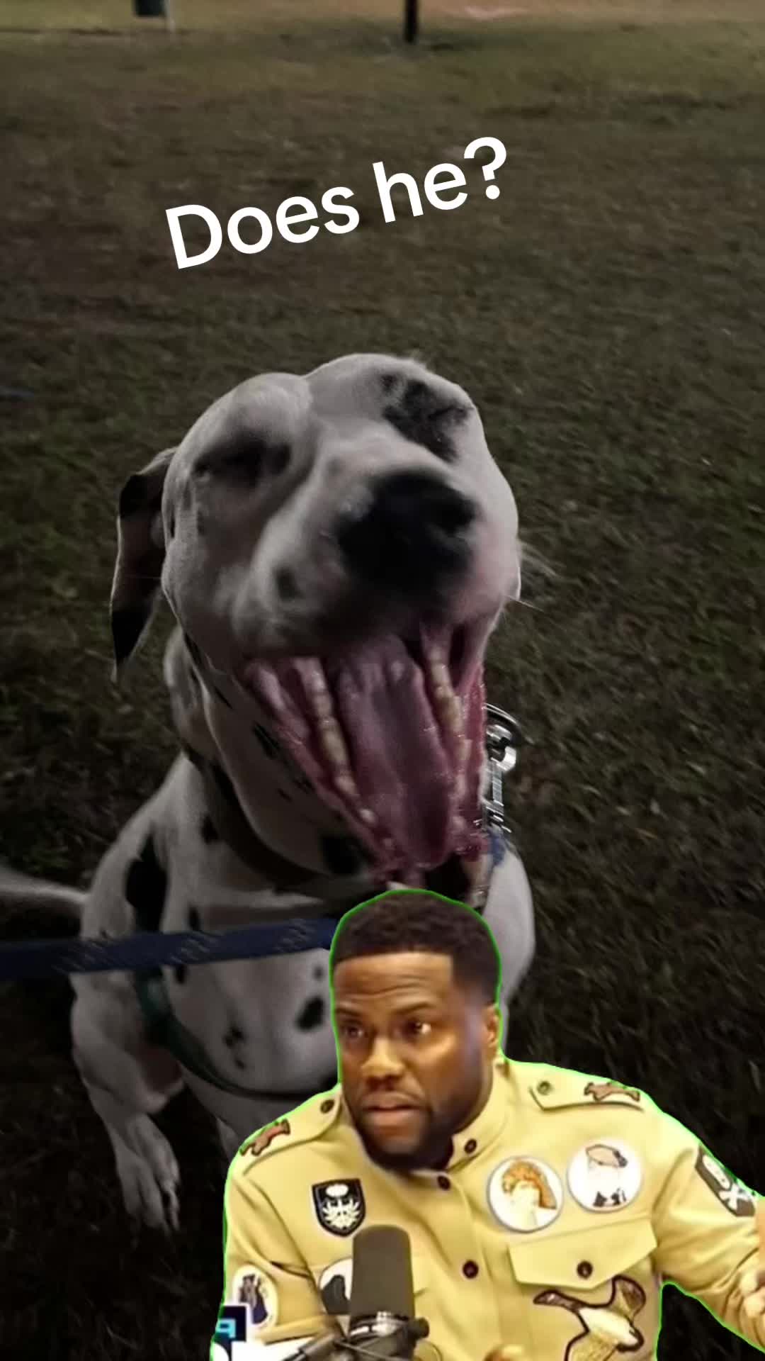 @Spottedchaos
