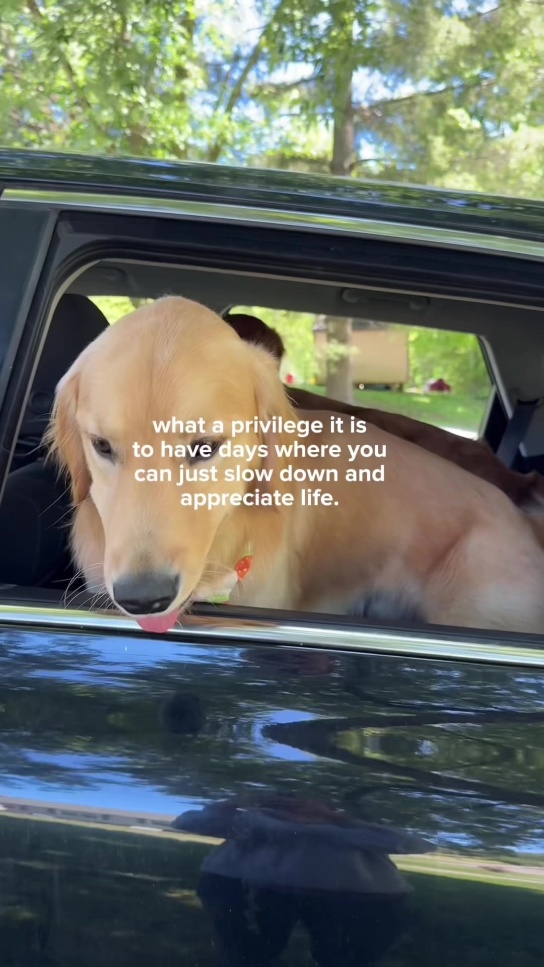 @Josi B🐕
