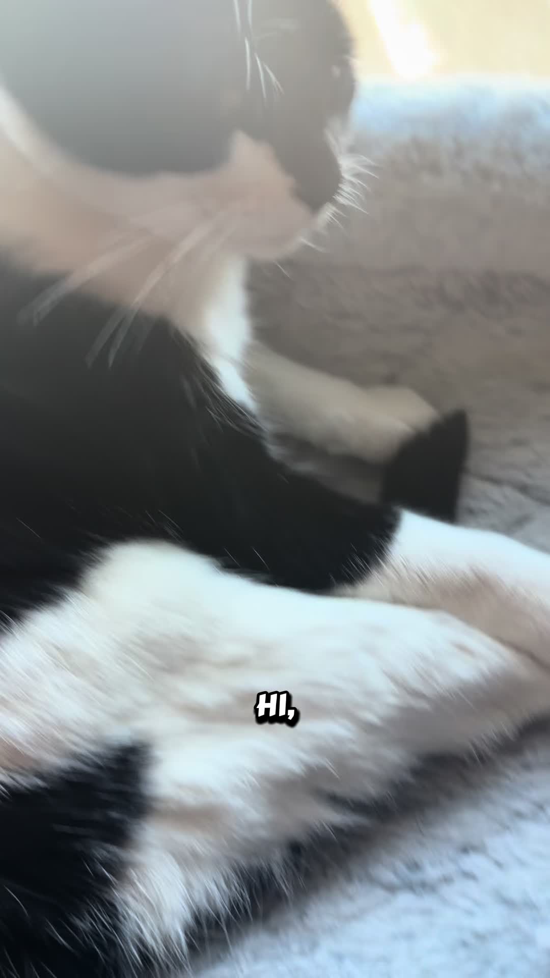 @Purrrrfect Paws Rescue