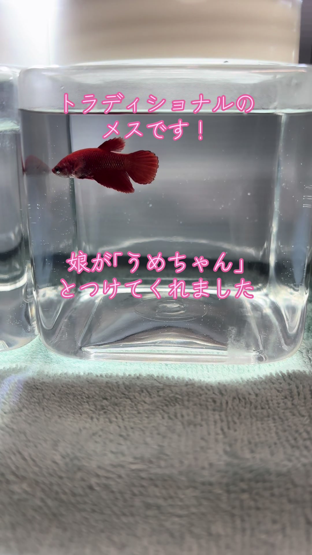 @ちあ🐠🫧