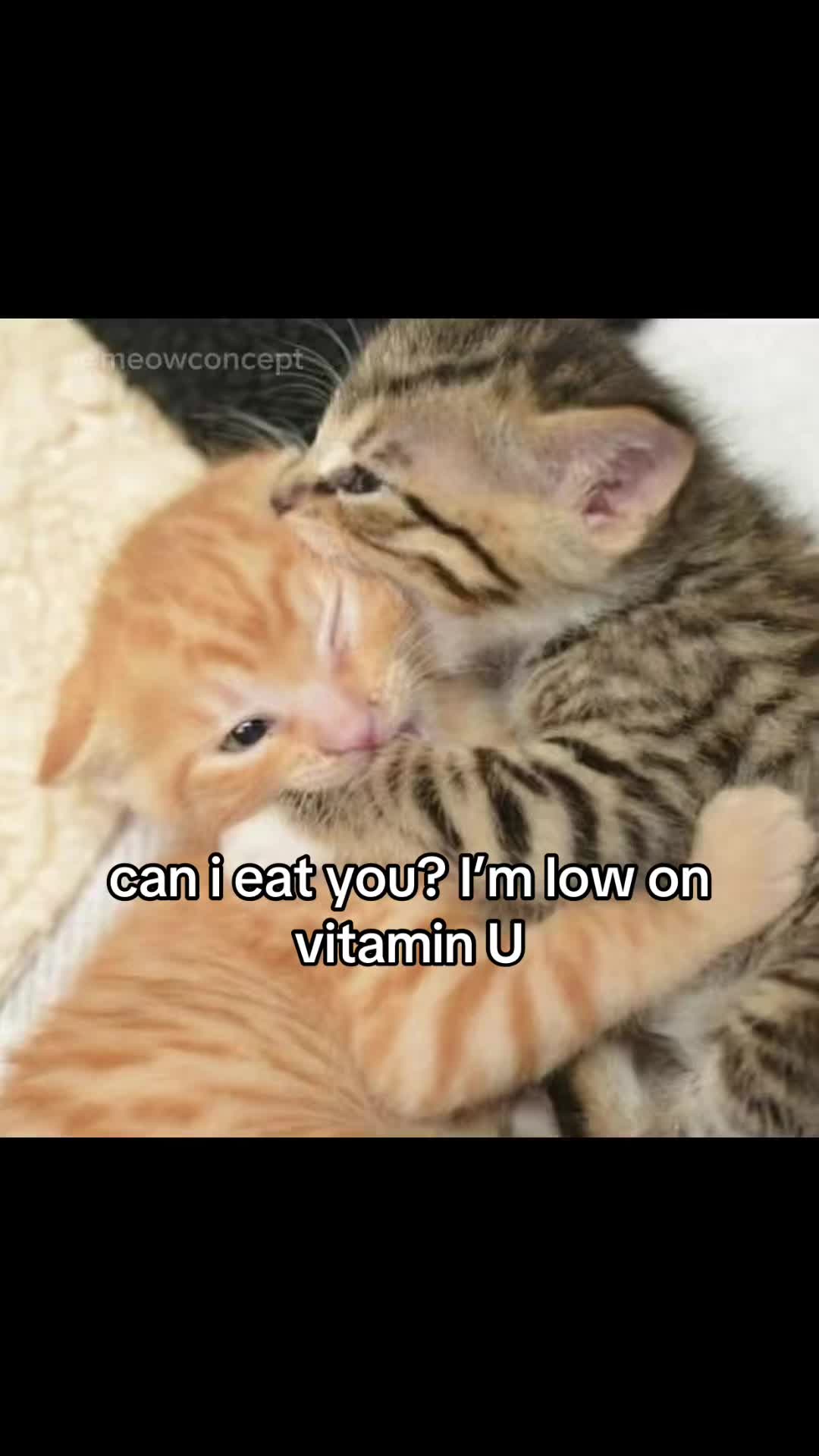 @meowconcept