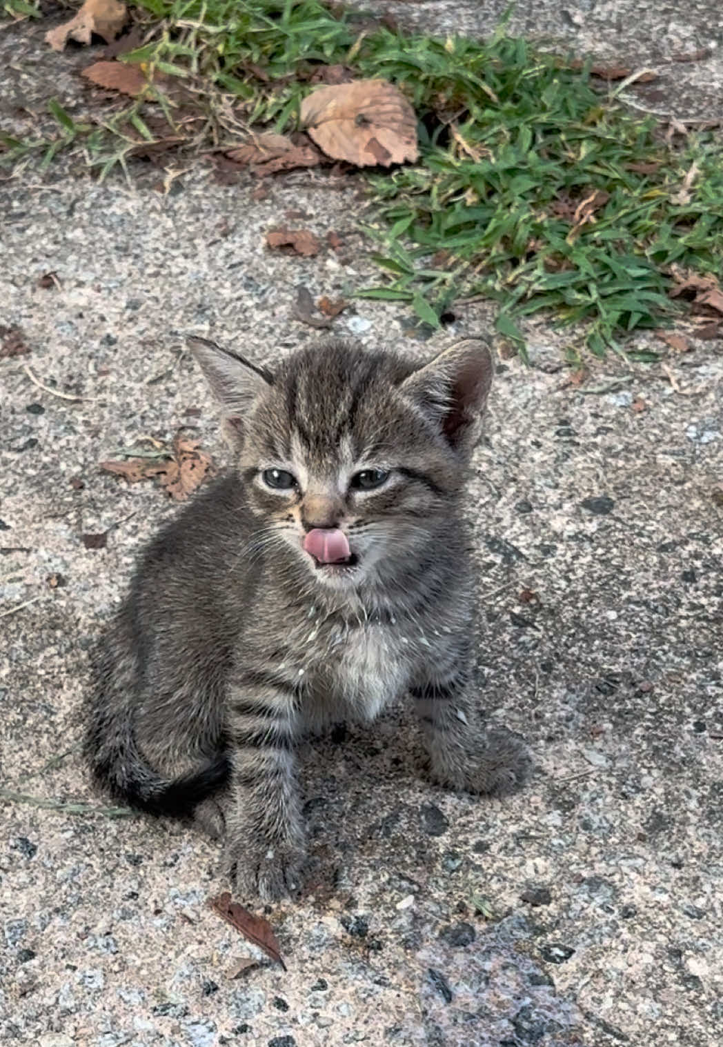 @Tay’s Feral Felines