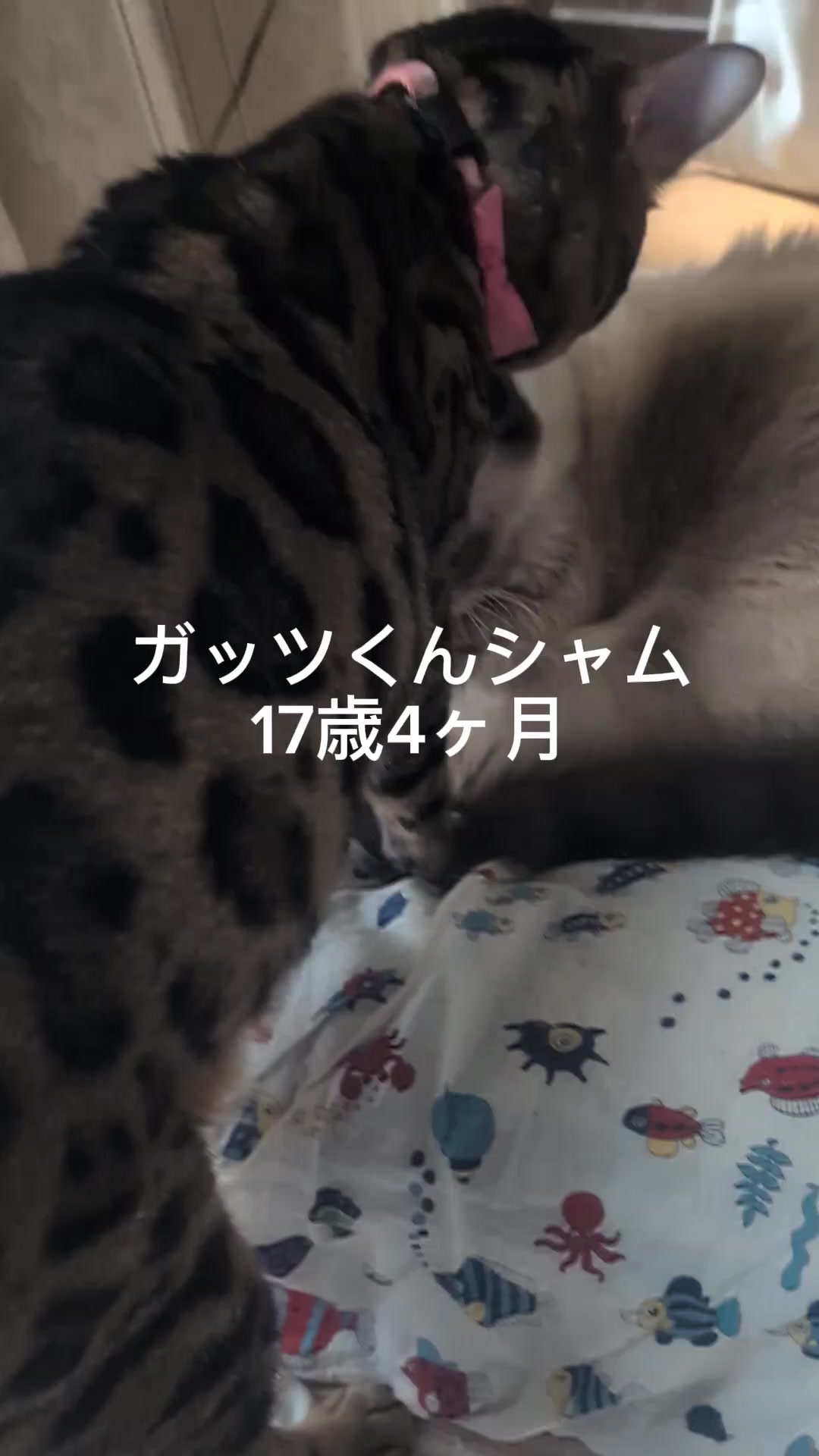 @すいぬこ😻