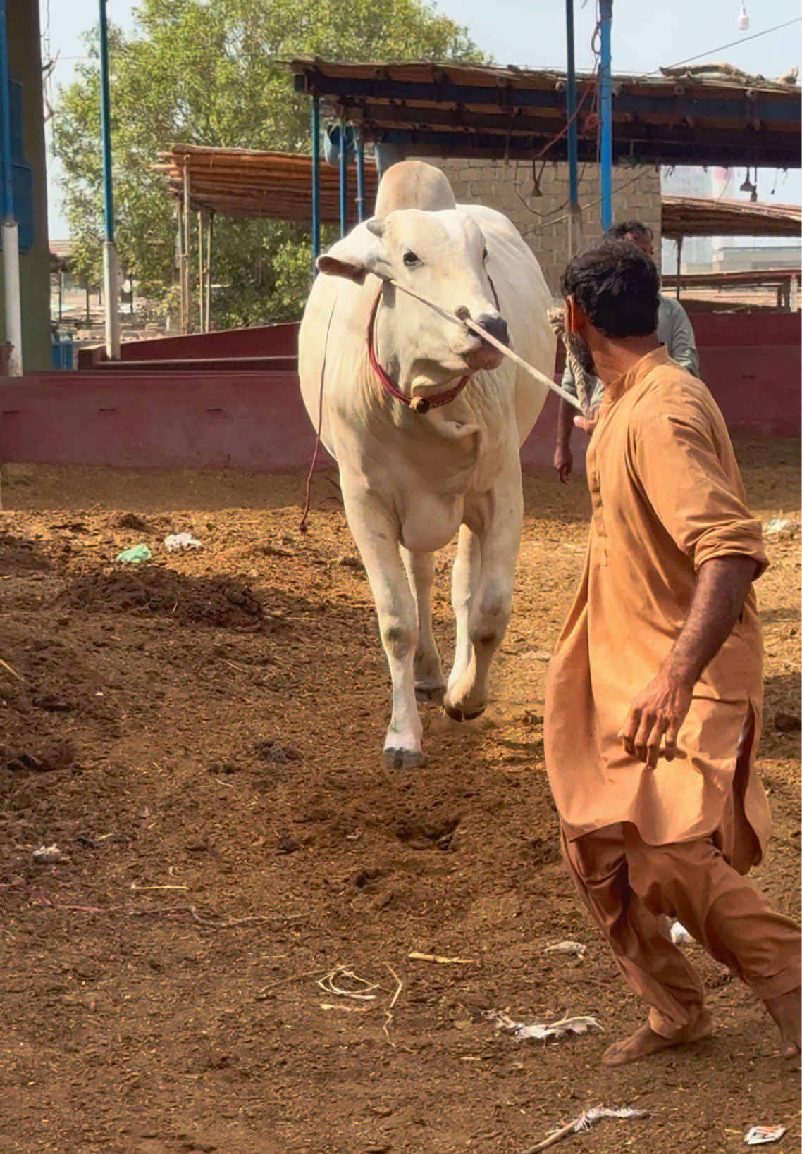 @Karachi Bull lovers