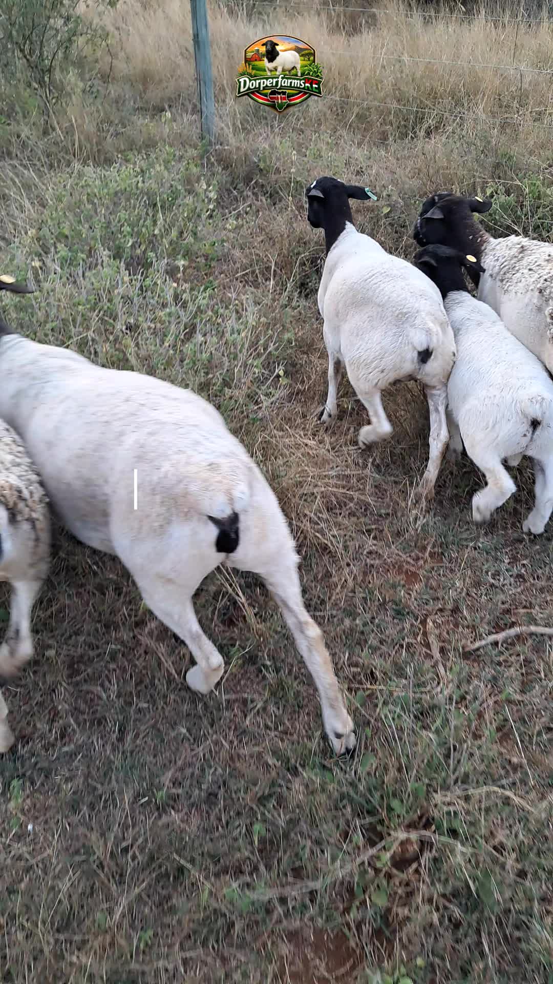 @DorperfarmsKE