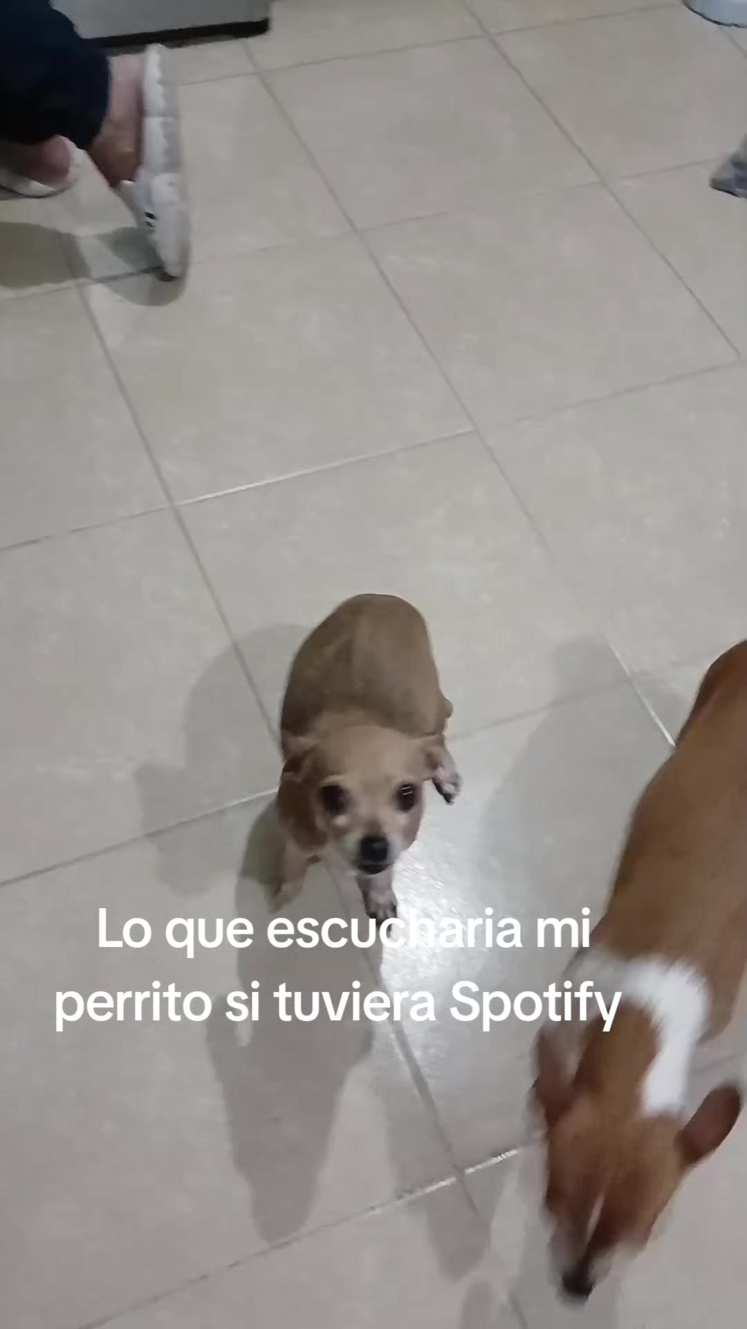 @luiselpollo95