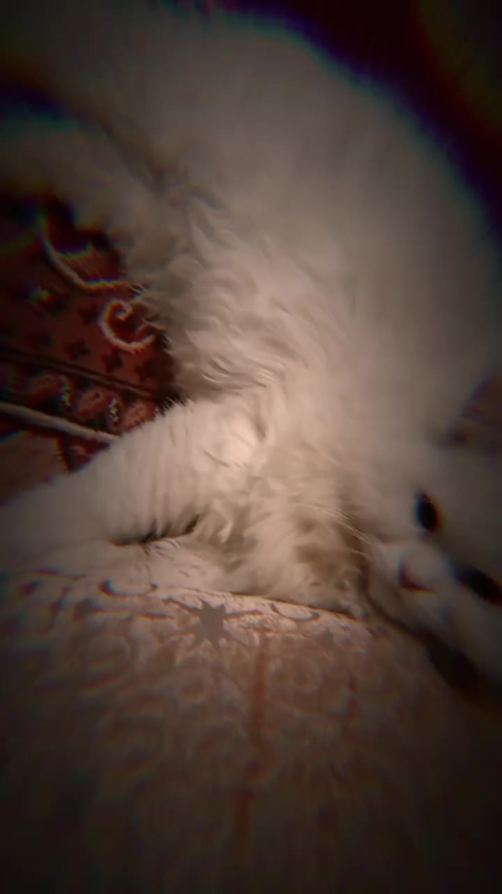 @C̆a𝔱𝔰 𝔴𝔦𝔱𝔥 N̆̈𝔬𝔬r̆̈❤️