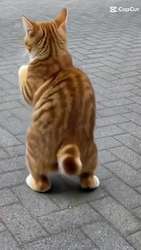 @Mira Lynn🐱🐾
