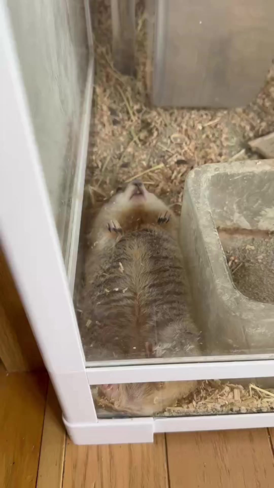 @レーシングカワウソ
