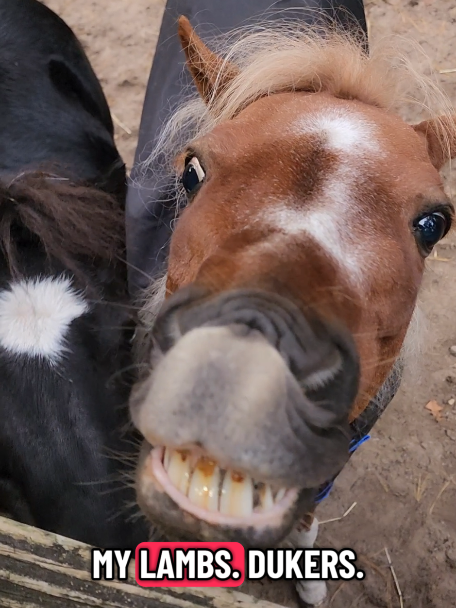 @minihorsemomandtrainer🐴🐴🐴🐴