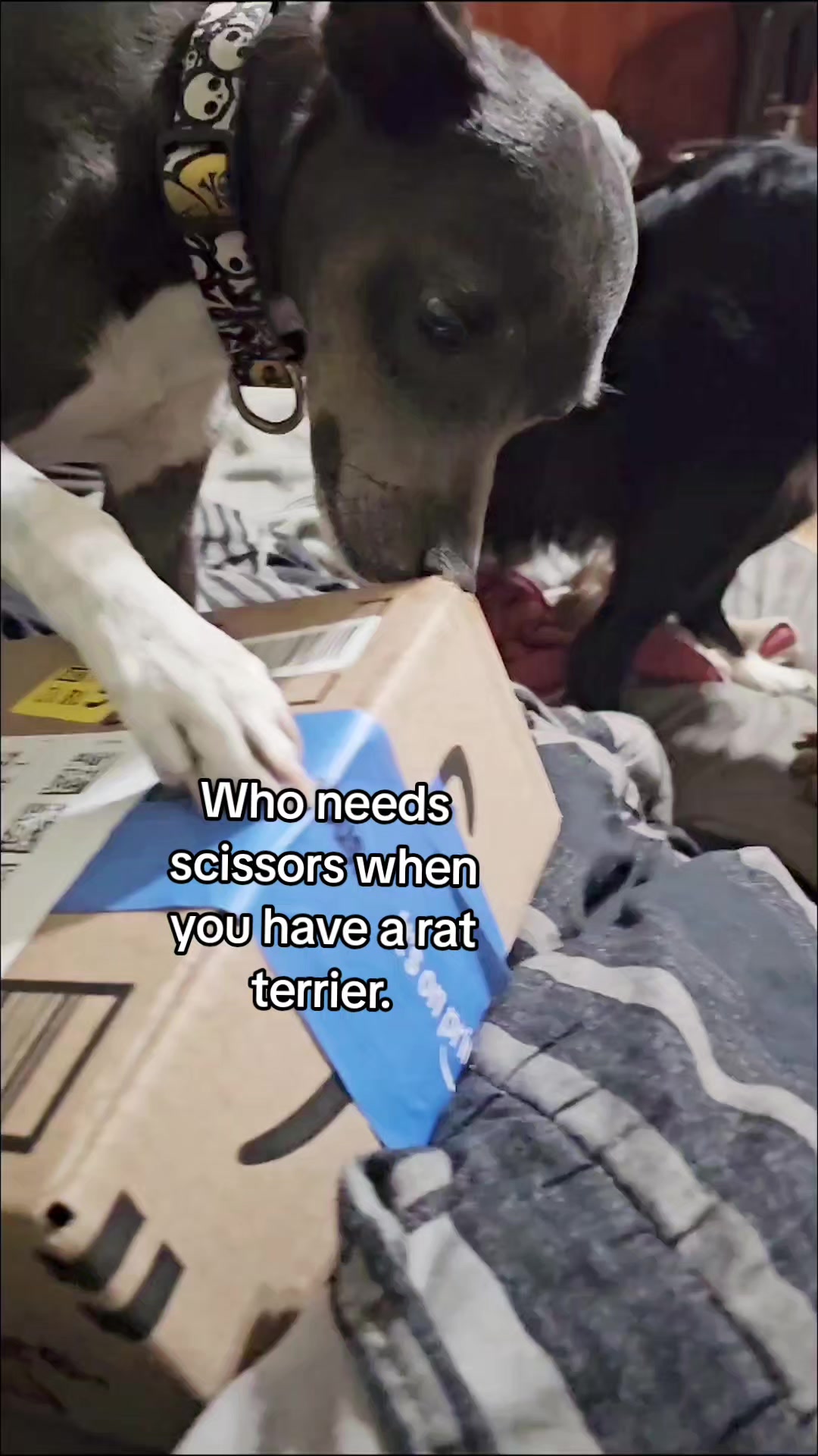 @Zedthebordercollie🇨🇦