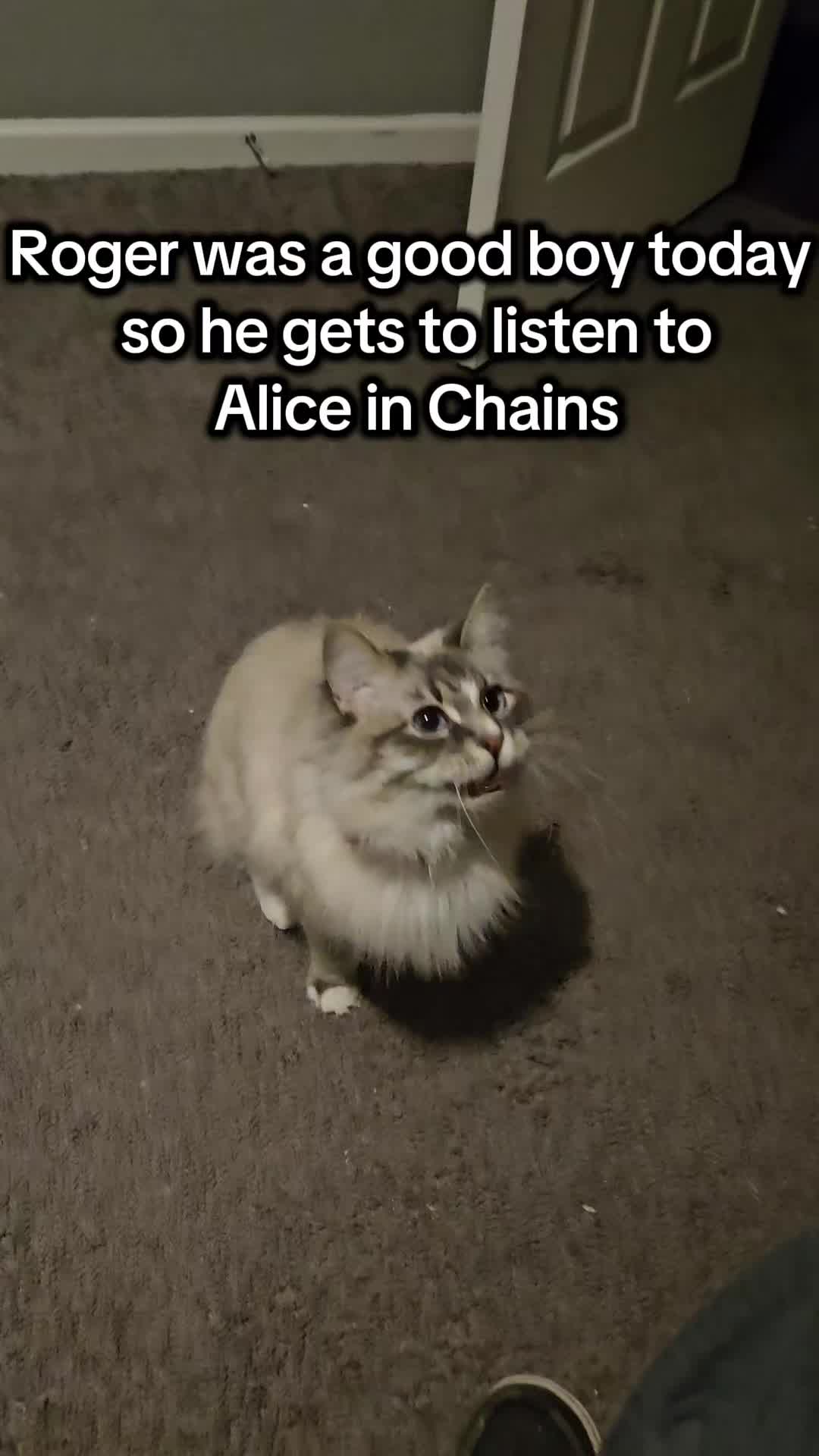 @rogerbiscuits