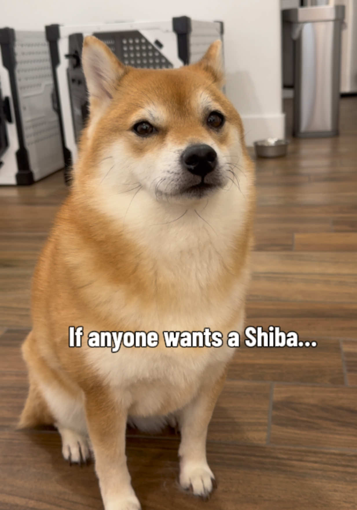 @Flock of Shibas 🐕🐕🐕