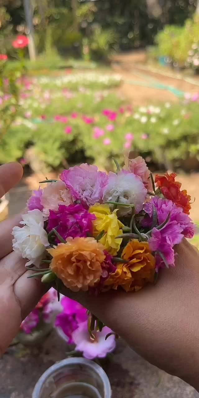 @Xeema_Nursery