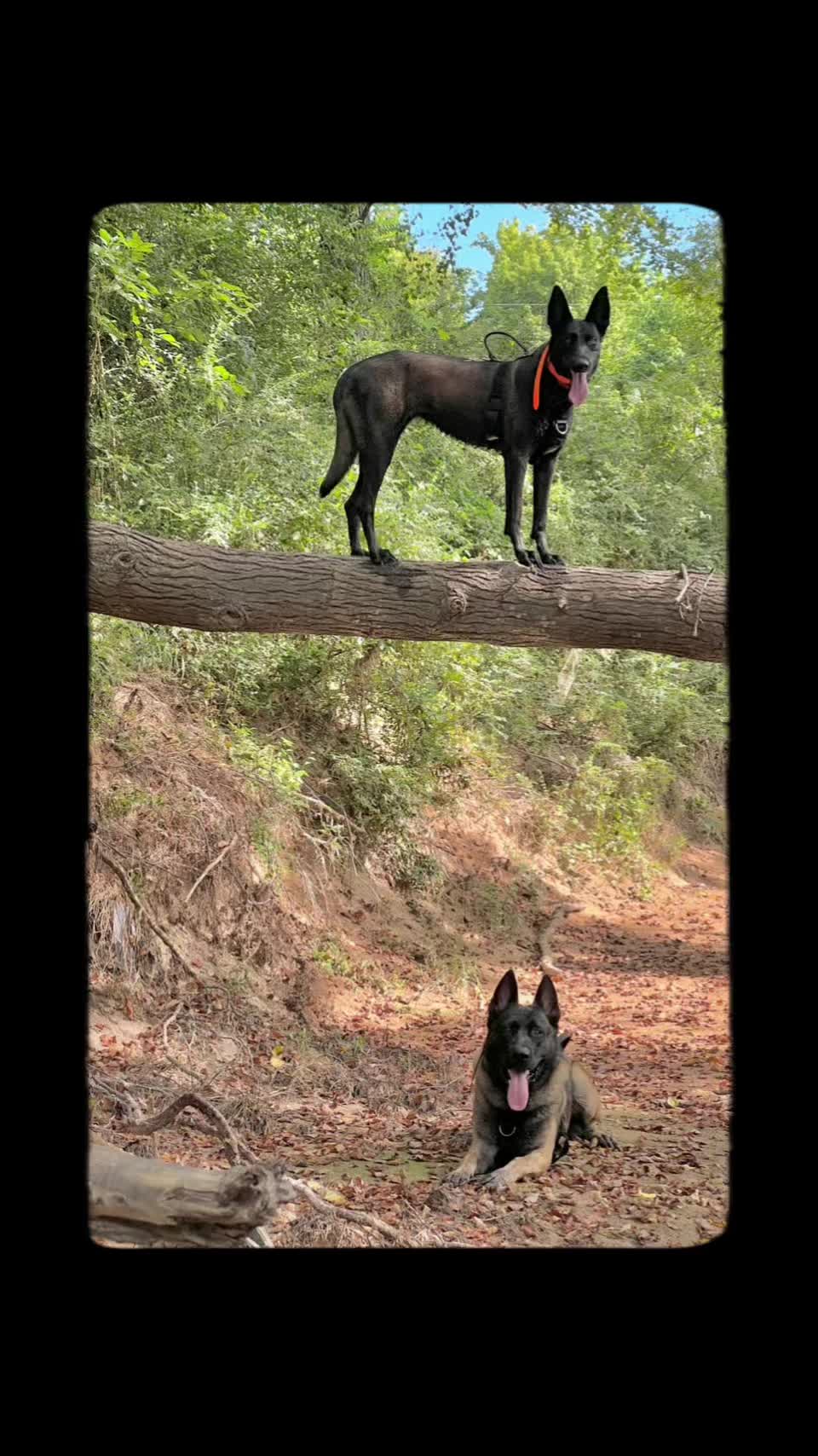 @Malinois Raptor