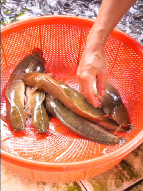 @Trại Cá Giống Quang Lâm