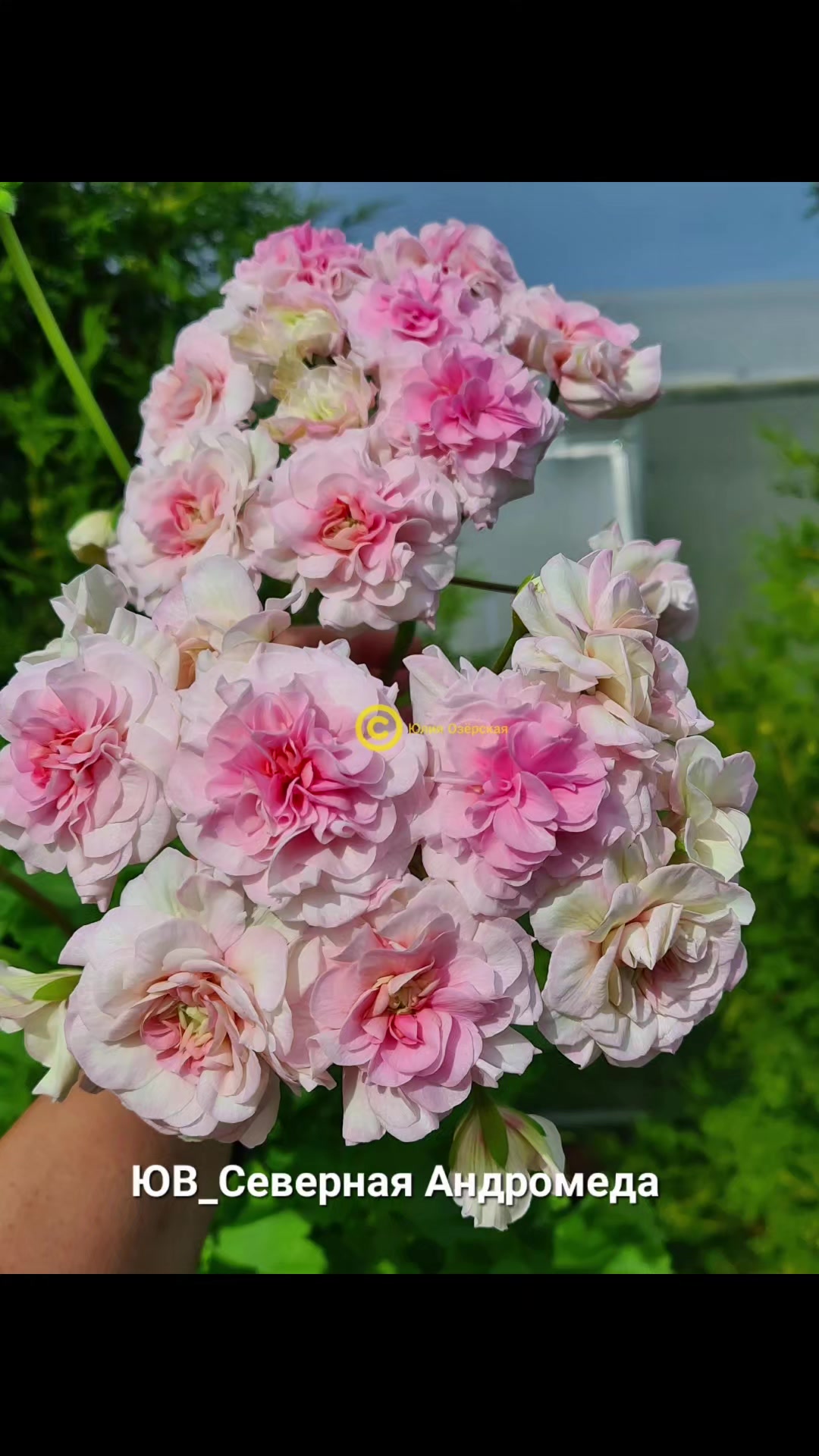 @Gül satışı🌸