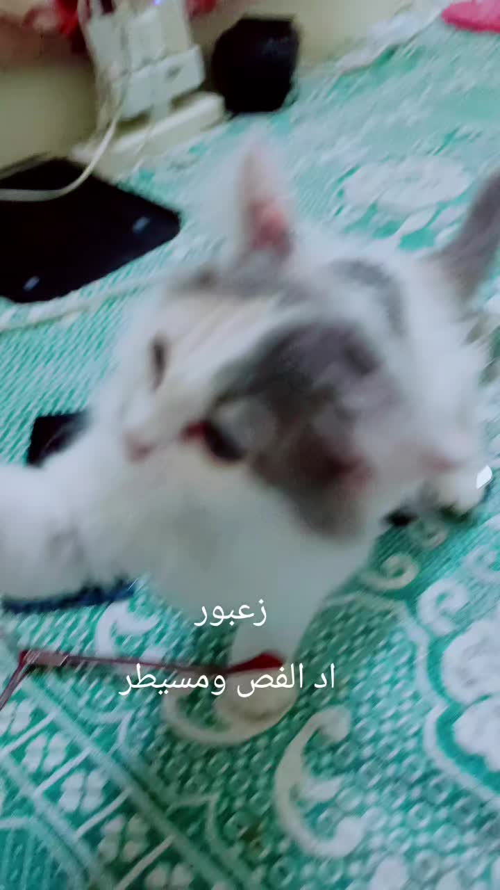 @رنا الروح
