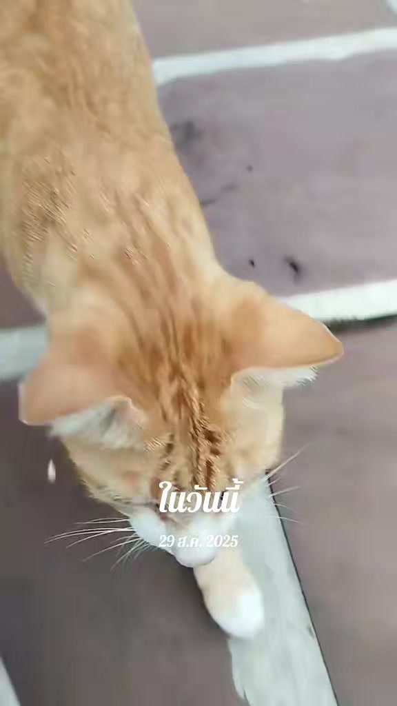 @taogampon