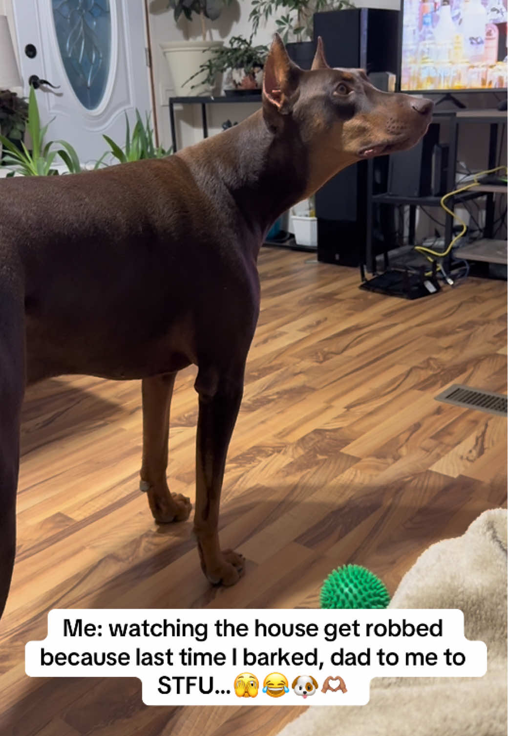 @Chocko The Doberman
