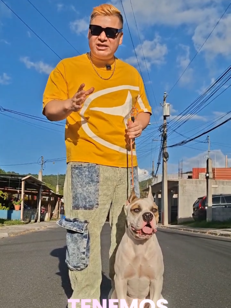 @Dogo Guatemalteco oficial