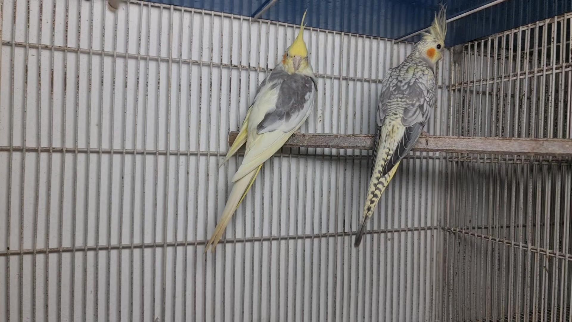 @ROYAL BIRD US