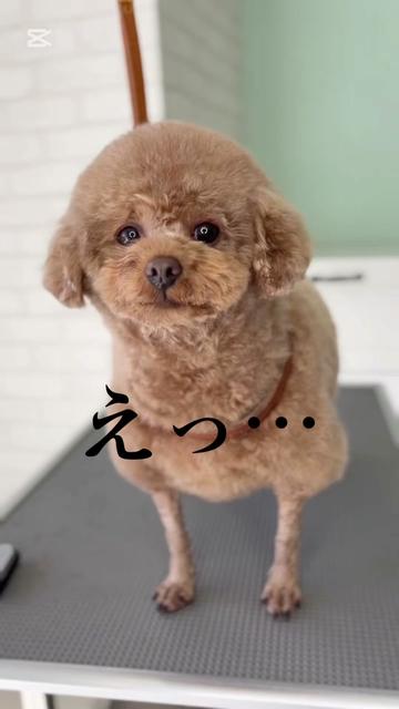 @ドッグアシル