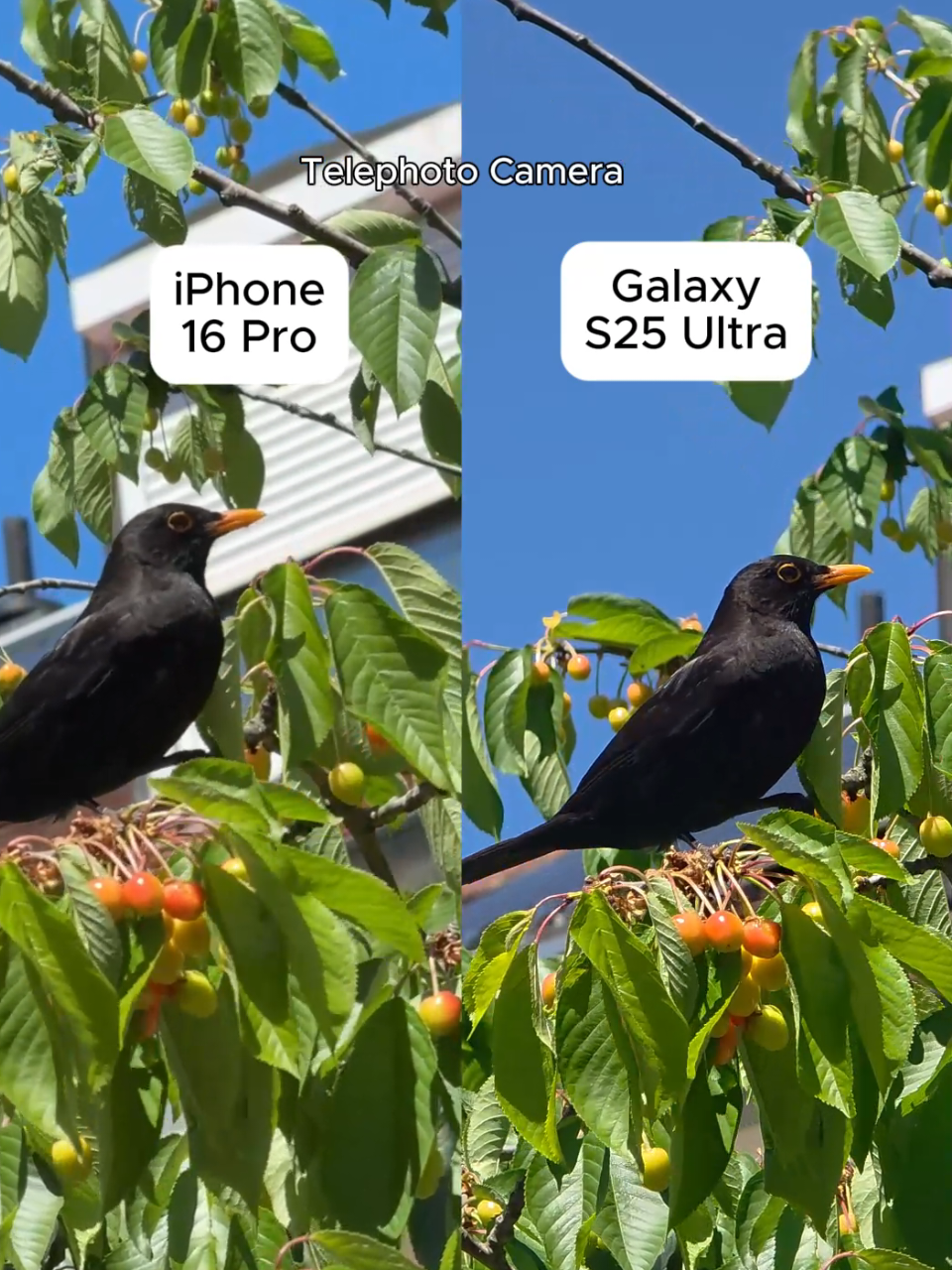 @phonevsphone2
