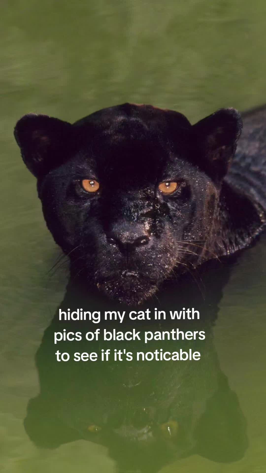 @EclecticAly