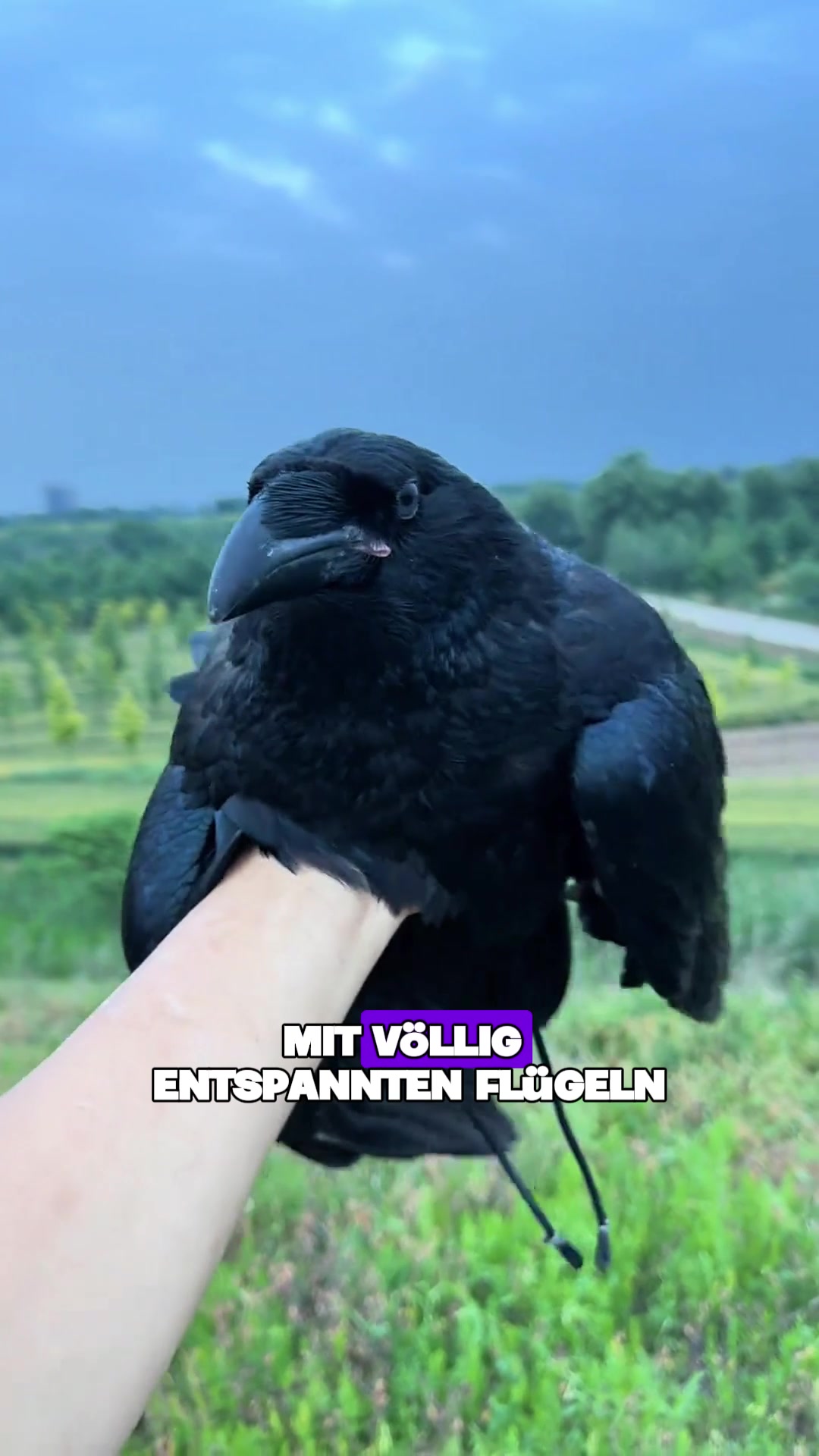 @Tierheim