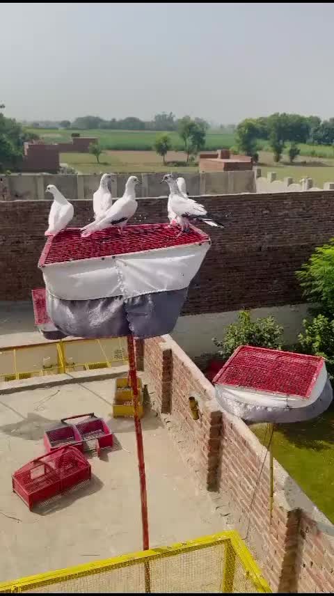 @mani Dogar 7/11