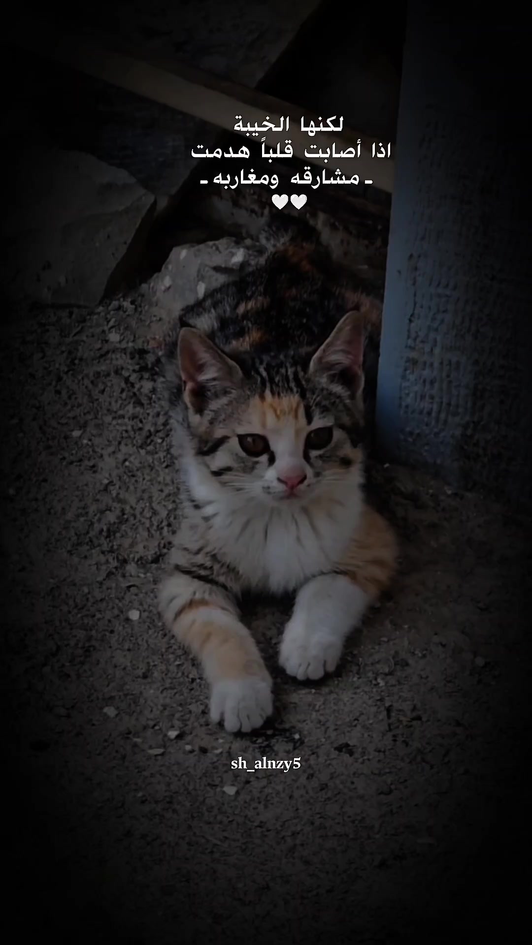 @شامان العنزي