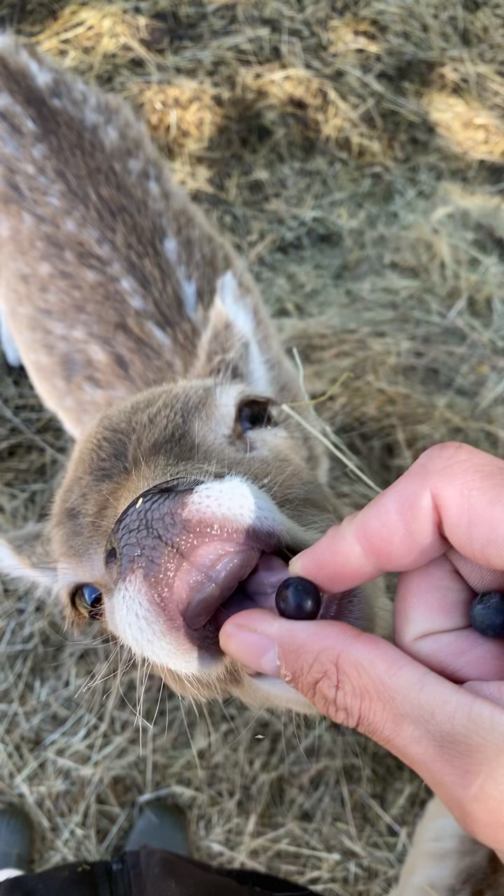 @Boo__Farm