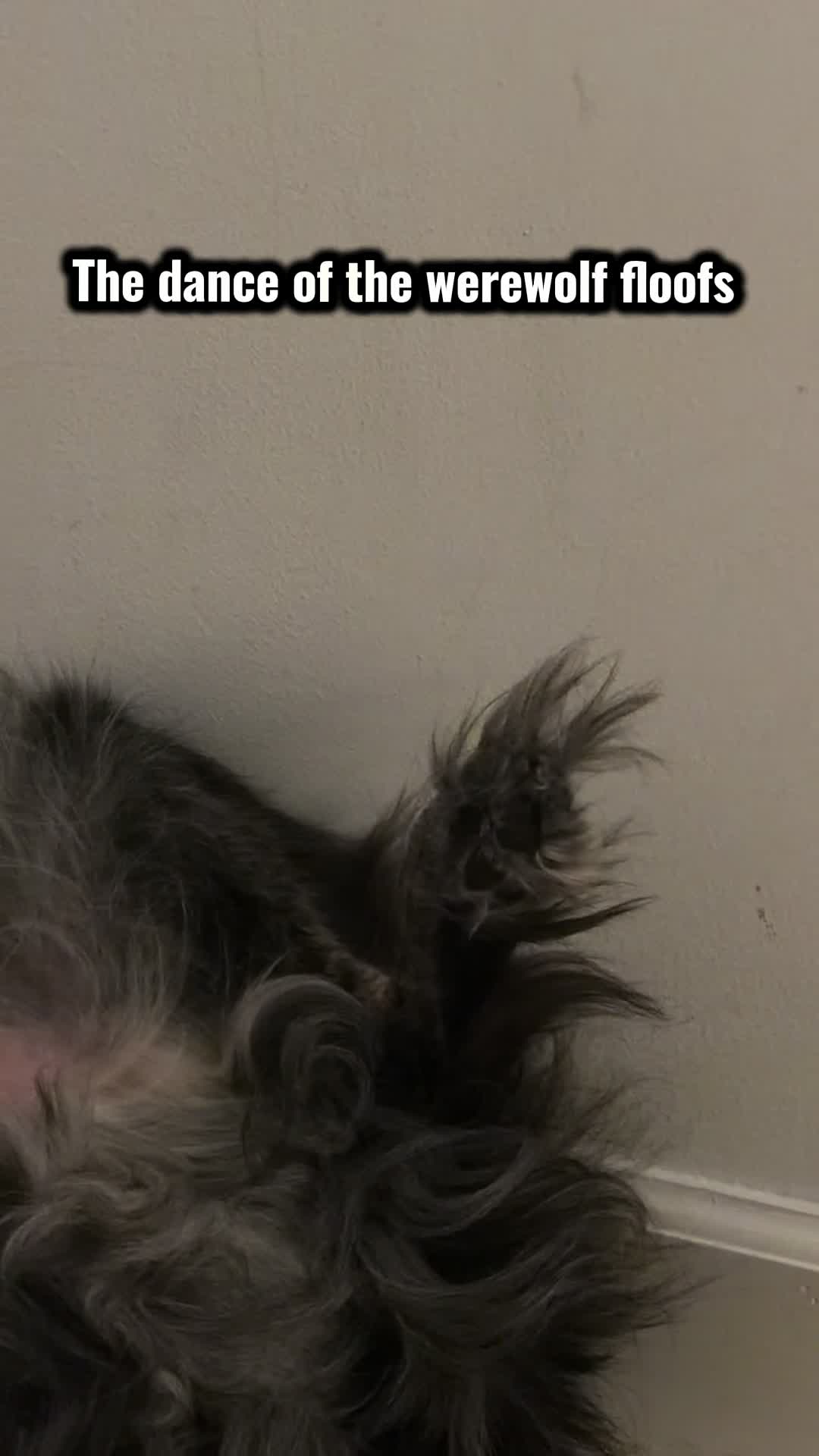 @Kylo the werewolf dog