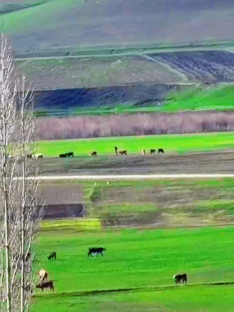 @Çetin ışık
