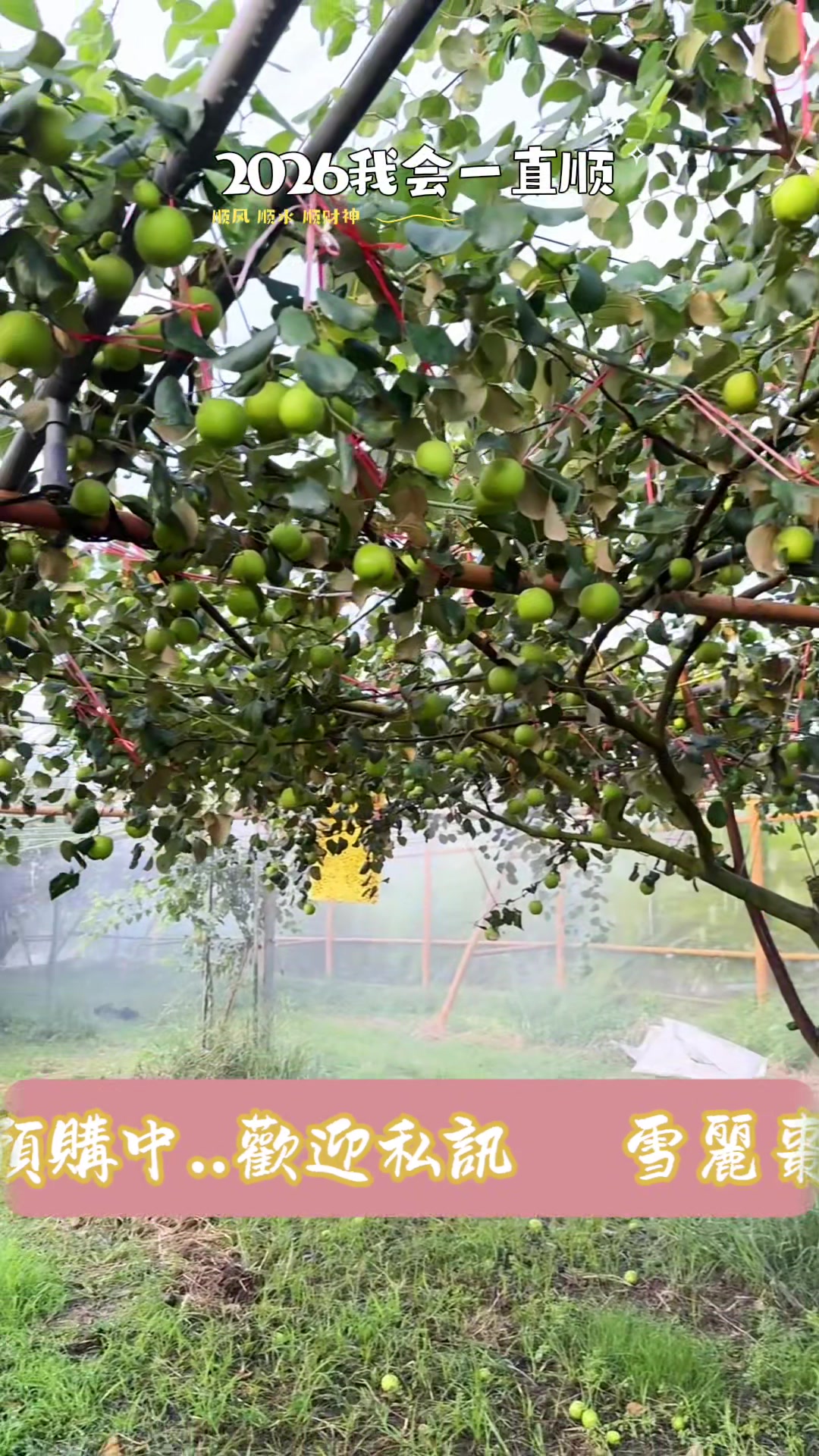 @億昌果園 燕巢芭樂棗子