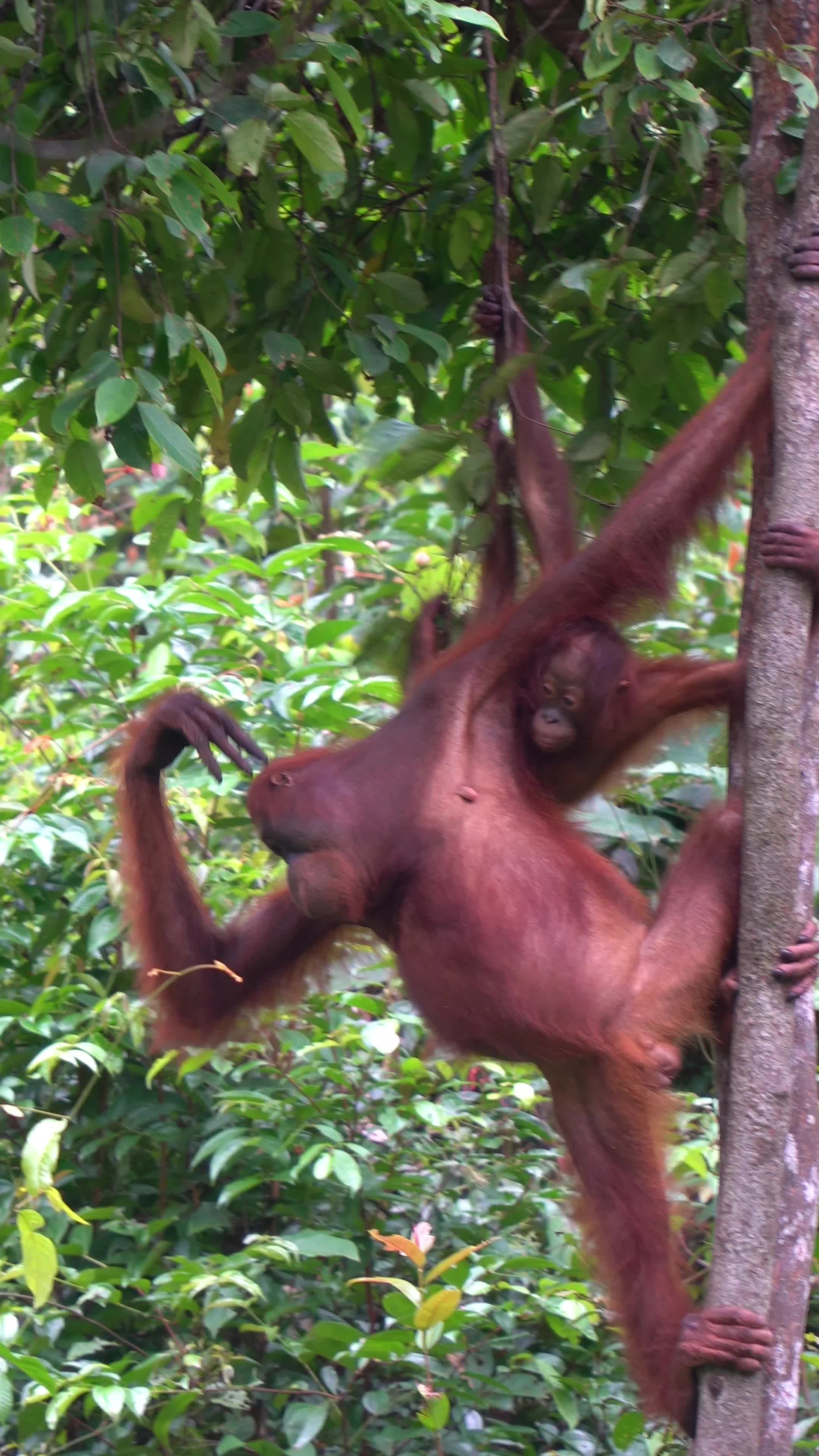 @BORNEORANGUTANSTOUR.