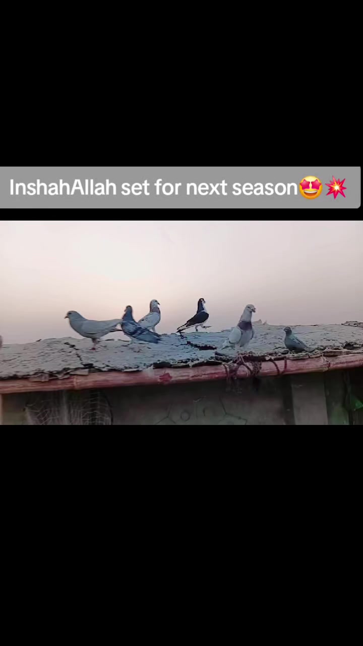 @Aleehaider990